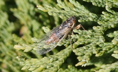 Rhodopsalta microdora
