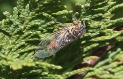 Rhodopsalta microdora