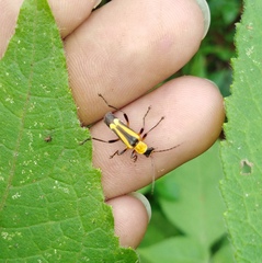 Chauliognathus nigriceps