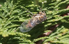 Rhodopsalta microdora