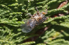 Rhodopsalta microdora