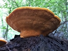 Aurantiporus croceus