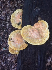 Aurantiporus croceus
