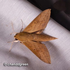 Theretra boisduvalii