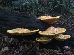 Aurantiporus croceus