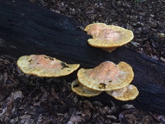 Aurantiporus croceus
