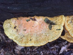 Aurantiporus croceus