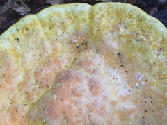Aurantiporus croceus