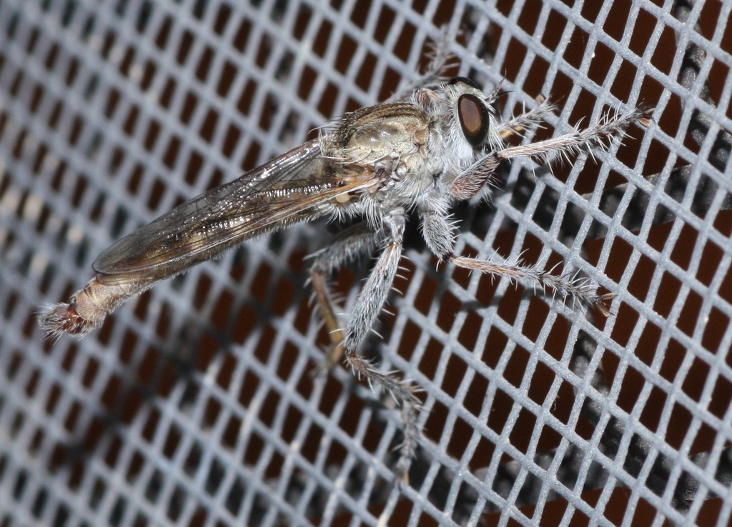 Proctacanthella leucopogon