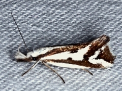 Orthiastis hyperocha