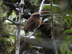 Malacoptila mystacalis