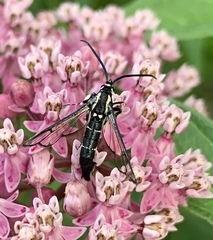 Synanthedon pictipes