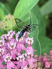 Synanthedon pictipes