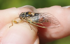 Rhodopsalta microdora