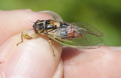 Rhodopsalta microdora