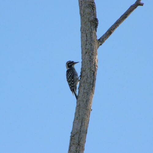 iNaturalist observation photo of Nuttall's Woodpecker