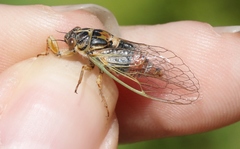 Rhodopsalta microdora