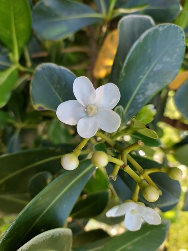 Clusia criuva (Clusia criuva)