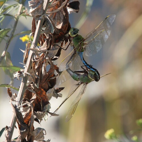 iNaturalist observation photo of Common Green Darner
