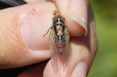 Rhodopsalta microdora