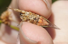 Rhodopsalta microdora