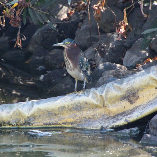 iNaturalist observation photo of Green Heron