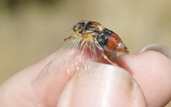 Rhodopsalta microdora