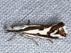 Orthiastis hyperocha