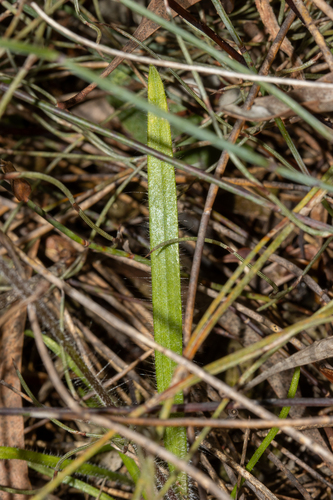 Caladenia arenaria, photograph 3