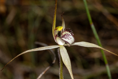 Caladenia arenaria