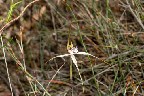 Caladenia arenaria, photograph 2