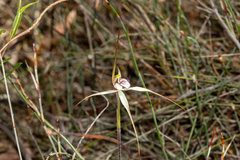 Caladenia arenaria, photograph (c) T. Hammer, some rights reserved (CC BY)