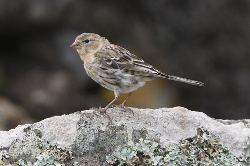 Serín canario (Serinus canaria)