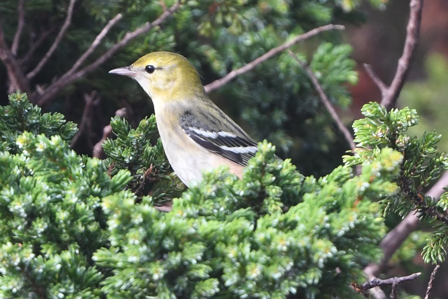 Bay-breasted Warbler (Setophaga castanea)