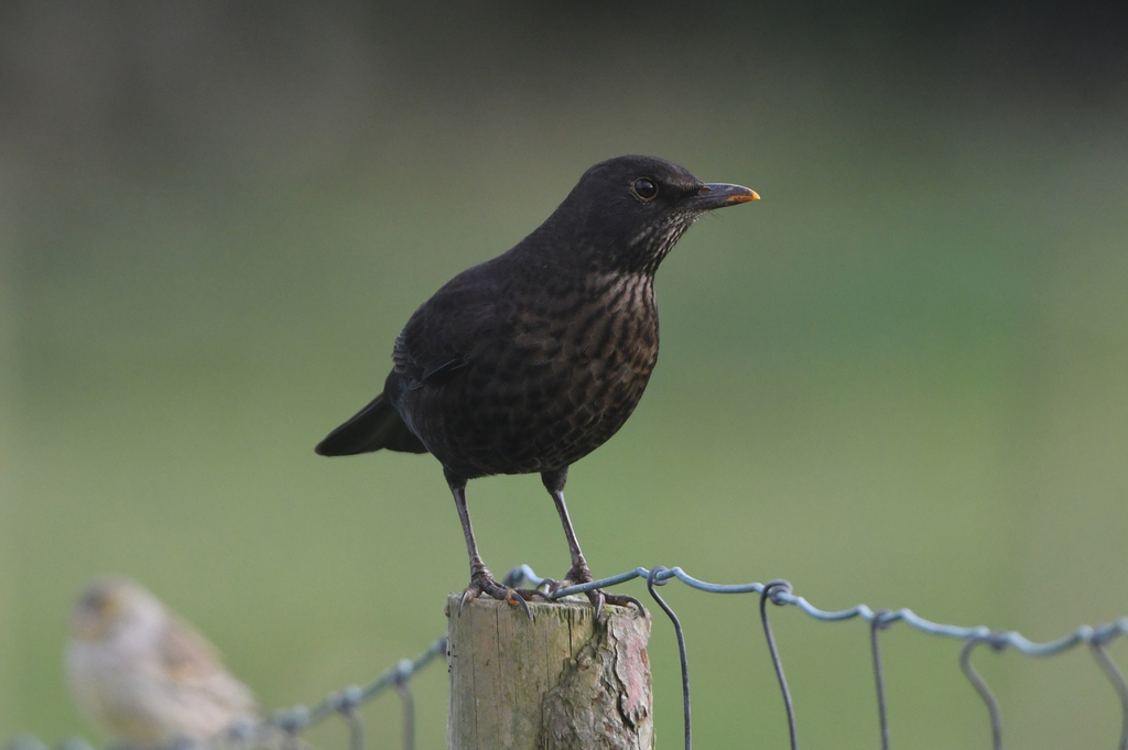Azores Blackbird