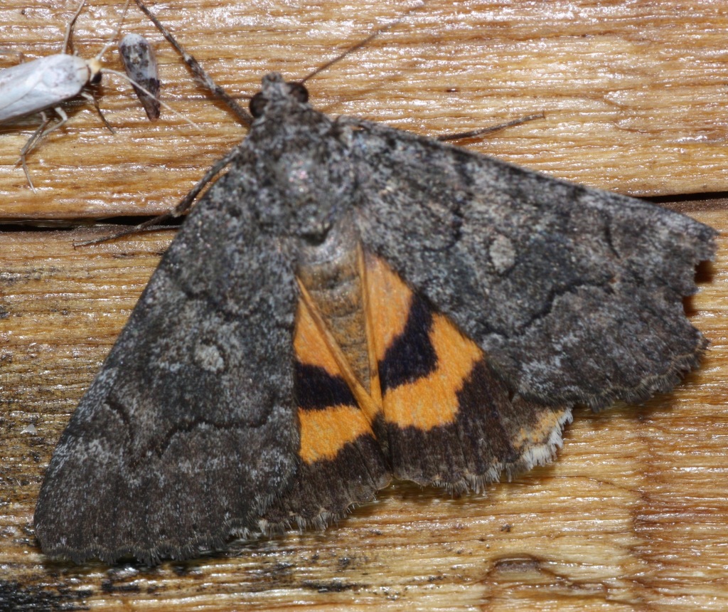 Catocala chelidonia