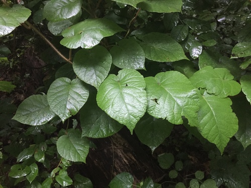 Actinidia chinensis