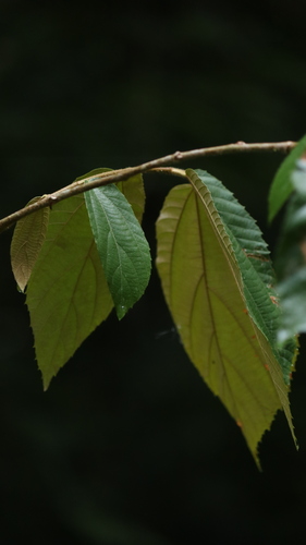 Luehea seemannii - Whole tree