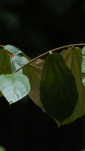 Luehea seemannii - Leaves