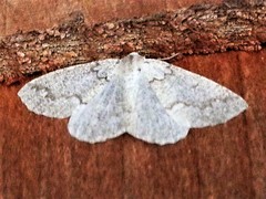 Sabulodes packardata