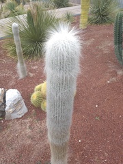 Cephalocereus senilis