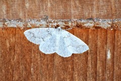 Sabulodes packardata