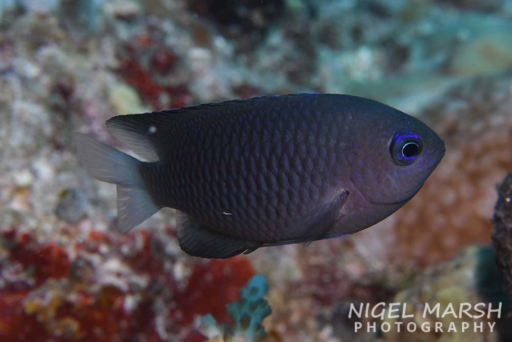 White-Axil Damselfish