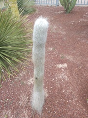 Cephalocereus senilis