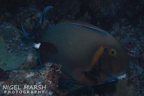 Bariene surgeonfish (Acanthurus bariene) — Acanthuridae