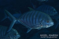 Blue Trevally photo 2