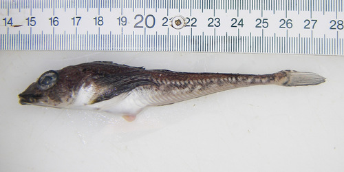 Moustache sculpin (Triglops murrayi) — Cottidae — 3