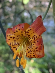 Lilium pardalinum shastense