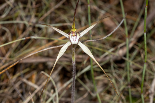 Caladenia arenaria, photograph 1