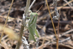 Hypochlora alba